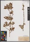 Foto von Salix caprea L.